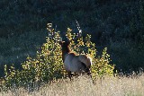 Buck on the Hillside - Jerry Kaiser