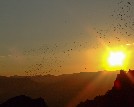 Bat Outflight at Sunset, Fall 2007 - 