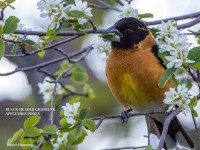 Blackheaded Grosbeak, Appletree Pools